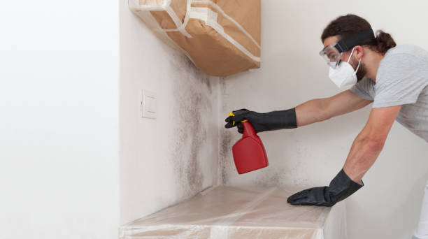 Basement Mold Remediation treatment on basement walls in Baldwin